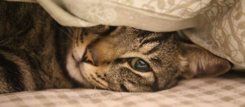 Un gatto sotto a una coperta © Pixabay