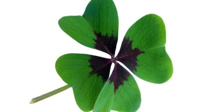 Quadrifoglio portafortuna - &copy; Pixabay.