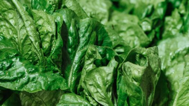 Torta di spinaci, una prelibatezza modenese. foto pexels.com@