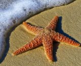 Una stella marina sulla spiaggia © Pixabay