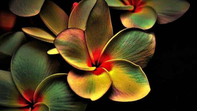 Dei fiori colorati (© Pixabay)