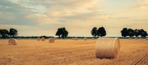 Campo con balle di fieno- © Pexels.