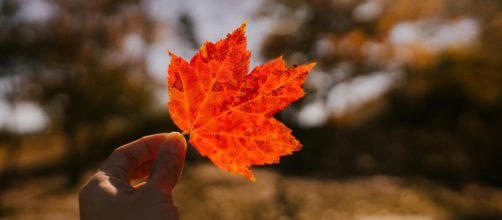 Mano che tiene una foglia- © Pexels