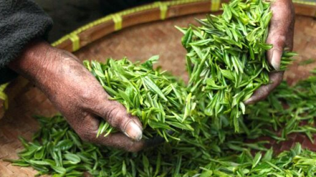 Foto del T&egrave; verde &copy; Pexels.com