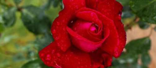 Una rosa rossa piena di rugiada © Pixabay