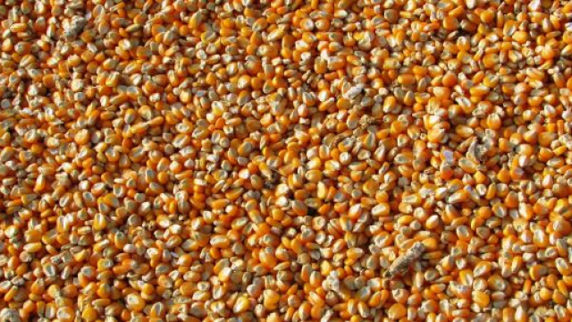 Chicco di mais essiccati &copy; Pexels.com