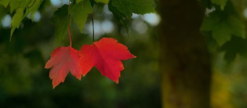 Due foglie rosse, sapore d'autunno - © Pixabay