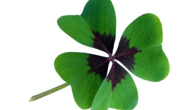 Quadrifoglio portafortuna - &copy; Pixbay