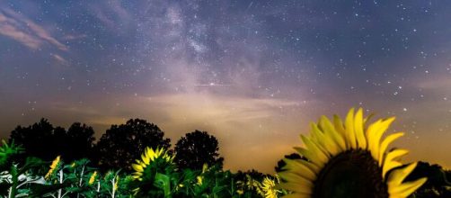 Girasoli sotto un cielo stellato - © Pexels.