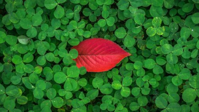 Quadrifoglio e foglia rossa © Pixabay