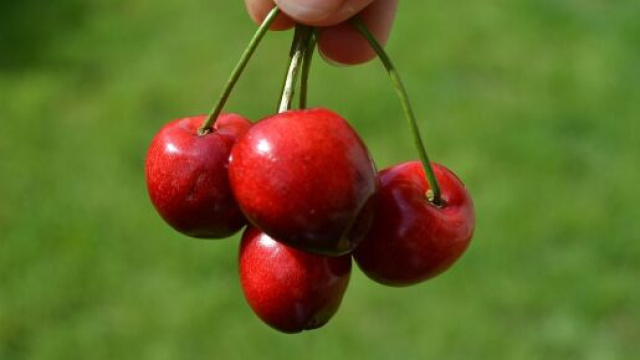 Grappolo di ciliegie &copy; Pixabay