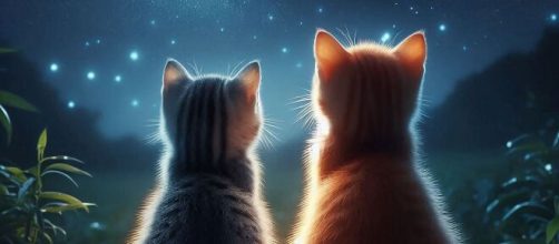 Gattini intenti a osservare le stelle © Bing IA