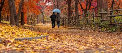 Una coppia che cammina lungo un viale di alberi di autunno © Pixabay