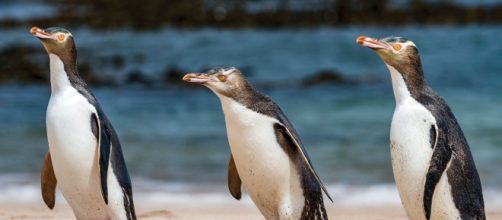 Foto del pinguino Hoiho © New Zeland Geographic