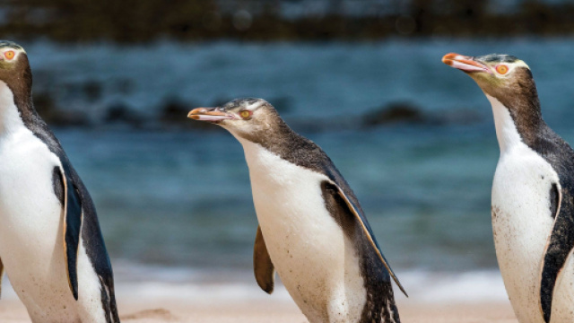 Foto del pinguino Hoiho &copy; New Zeland Geographic