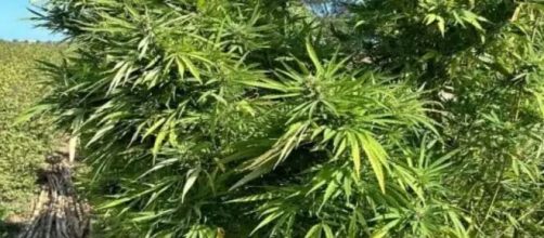 Alcune delle piante di Marijuana sequestrate a Isola di Capo Rizzuto - © Polizia di Stato