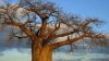 Cresce la domanda di frutti di baobab: in Zimbabwe diventa una fonte di reddito