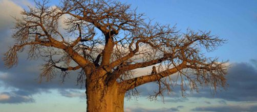 Albero baobab - © capitalscoalition.org