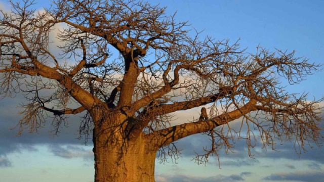 Albero baobab - &copy; capitalscoalition.org