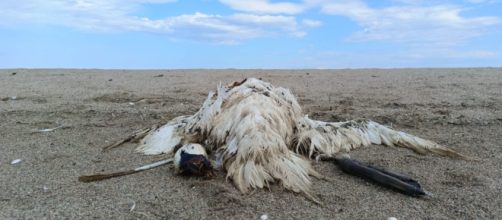 Il cigno reale ritrovato morto alla foce del fiume Passovecchio di Crotone - © Facebook / Circolo Ibis