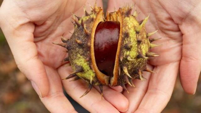 Torta di castagne e panna montata. Foto pexels.com@