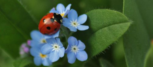 Coccinella su fiori - © Pixabay