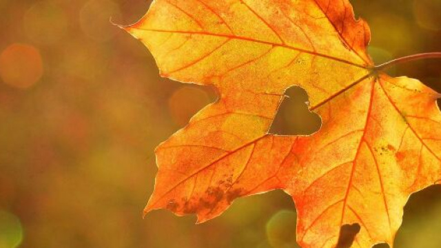 Foglia d'acero con cuore &copy; Pixabay.