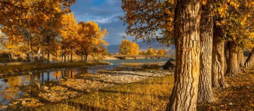 Alberi con foglie secche e piccolo fiume - © Pexels.