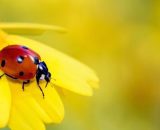 Una coccinella sopra un fiore (©Pixabay.com)