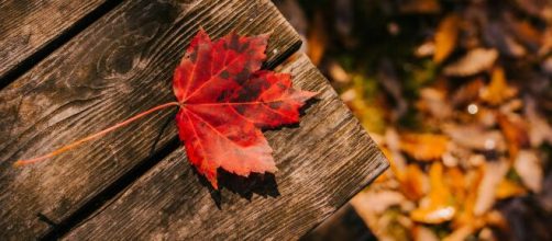 Foglia rossa su una panca di legno - © Pexels.com