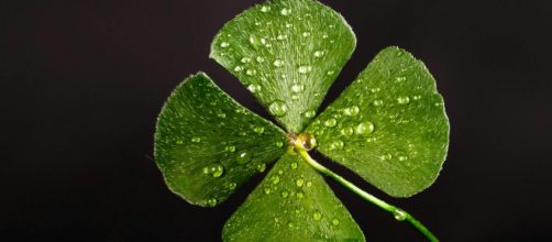 Quadrifoglio con gocce di acqua - © Pexels.