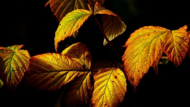 Foglie ingiallite in autunno - ©Pexels