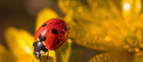 Una coccinella tra la rugiada - © Pixabay.