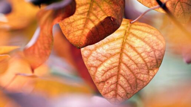 Foglie autunno 2024 ©Immagine di Pixabay