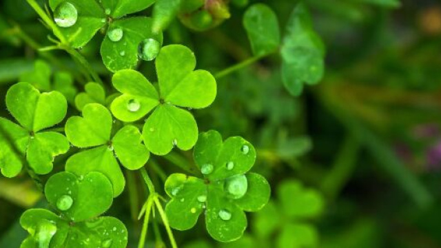 Quadrifoglio bagnato dalla rugiada &copy; Pixabay