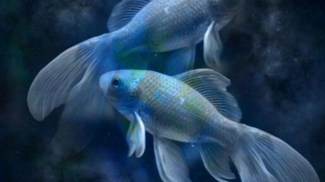 Immagine del segno zodiacale Pesci &copy; Pixabay.