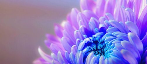 Un fiore azzurro-violaceo (©pixabay.com).