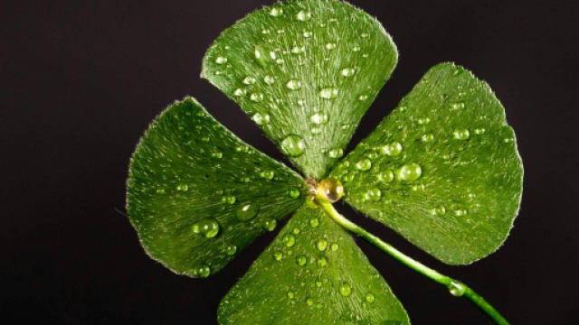 Quadrifoglio &copy; Immagine di Pexels