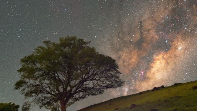 Cielo stellato con albero- &copy;Pexels.