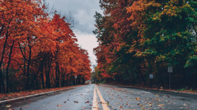 Strada con aberi in autunno © pexels.com.