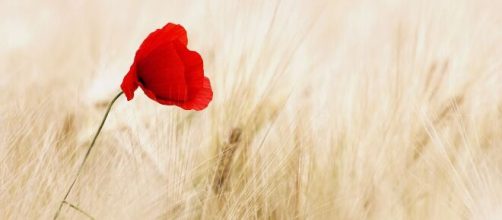 Un fiore in mezzo al grano (© Pixabay).