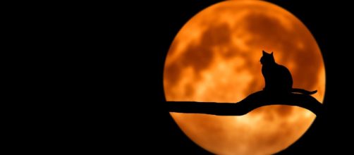 Gatto osserva incuriosito il disco lunare - © Pixabay