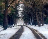 Una strada innevata fra gli alberi © Pexels.com