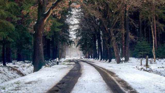 Una strada innevata fra gli alberi © Pexels.com