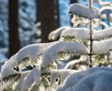 Un albero coperto di neve (© Pixabay).