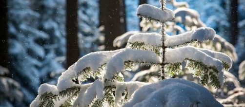 Un albero coperto di neve (© Pixabay).