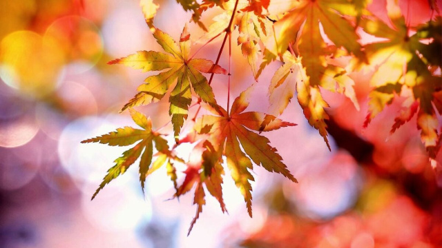 Delle foglie secche (©pixabay.com)