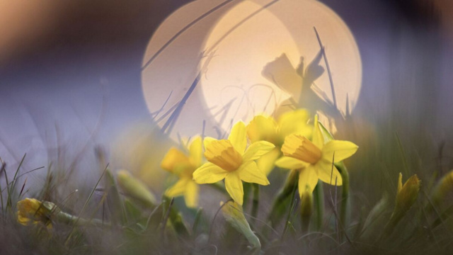 In foto un gruppo di narcisi in fiore © Pixabay.