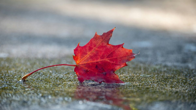 Foglia rossa sull'asfalto - © Pexels.