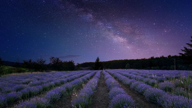 Un cielo stellato su un campo di lavanda - pixabay.com.